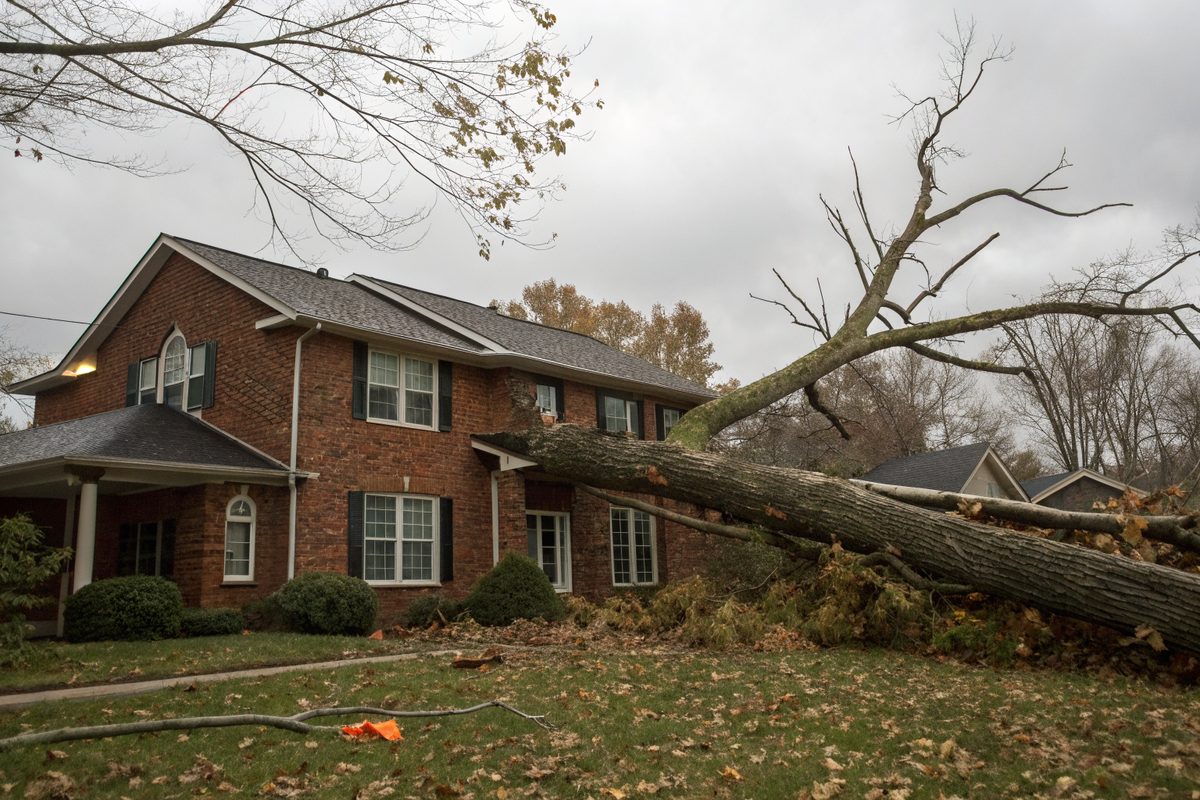 A large fallen tree limb lying across the roof of a two-story brick house after a windstorm
